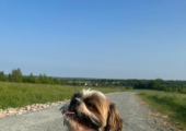 Therapy dog- Lady