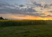 Walking Therapy Sunset in Sunflowers