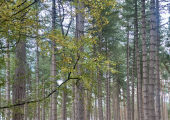 Walking Therapy... beautiful calm Woburn Sands