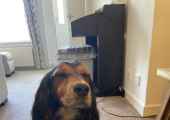 Therapy dog Linda, who may partake in sessions at Condorrat office
