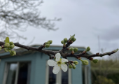 First blossom! 🌸 March 2026