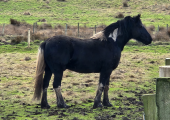 Cody our E.A.T horse.