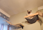 Momo watching over a therapy session in his role as overseer. Animal Assisted Therapy