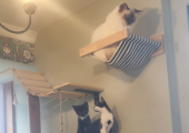 The kittens came to bother Momo, luckily for him they can't get into his hammock