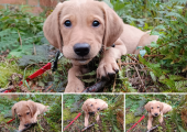 Rudy Wigglesworth - 3 months old