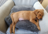 Rudy Wigglesworth - 3 months old