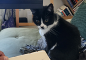 My furry supervisor approves the To Do list