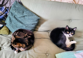 My cats often join me in Online sessions but they are respectful of your space