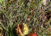 Noticing the small things on an autumn walk. Sometimes, we keep our beautiful self hidden.