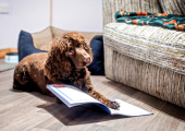 Rolo - Therapy Dog