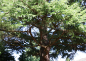 Cedarwood Therapy