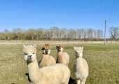 Alpacas on site