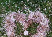 Creating with sensory appealing and natural resources