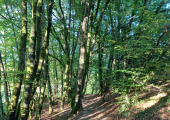 Walking therapy in Cornwall