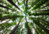 Picture of trees in a forest