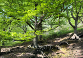 Hebden Bridge Walk and Talk Therapy