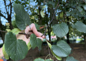 The healing power of nature