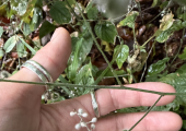 Nature connectedness 