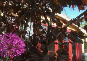 Outside The Red Shed