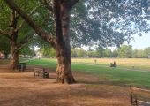 Richmond Green