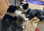 Star and Skye