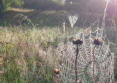 7.30am session cobweb