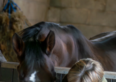 connecting and communicating equine assisted therapy