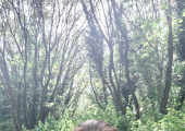 Walk and Talk with me in nature in Nuthall for emotional support and coping mechanisms