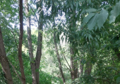 Walk and Talk woods and trails in Nuthall