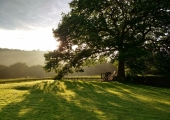 Under a tree..