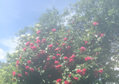 beauty in stillness and nature