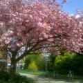 Cherry Blossom - CBT can help you recover from anxiety and depression