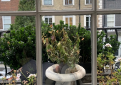 View from therapy room
