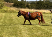 Filskit, (pronounced Fulskit), my Shetland, born on the Shetlands, who is cheeky, kind and loves learning. 