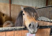 Holly, my Dartmoor pony, who will be a beautiful therapy and riding pony. 