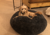 Walk and talk with or without my dog available !