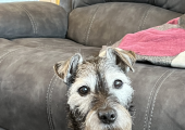 Therapy dog available on request