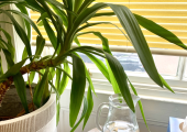 The Blue Room at Invivo Therapies
