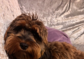 For clients who like animals- Izzy my Cockapoo comes to help ground people on EMDR intensive days