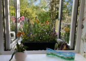 Room with a view