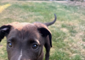 Penny (therapy dog in training)