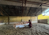 Reiki at our nature based therapy centre