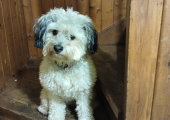 Your trainee counselling dog awaits!