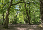 An image of ancient woodland on the edge of London.
