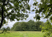 An image of a path emerging from trees into a bright field.