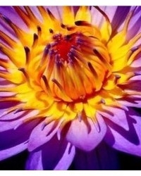 Lori Morrissey MBACP (Namaste therapeutic counselling) Lori Morrissey MBACP (Namaste therapeutic counselling)
