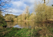 The pond at Seskinore Forest where I offer outdoor sessions
