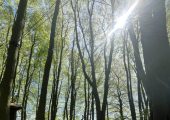 Woodland Therapeutic space