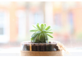 Muswell Hill Counselling - Lots of greenery