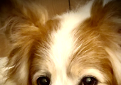 My therapy dog Ollie.